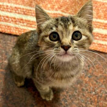 Dani Luoma -  Domestic Short Hair and Tabby Cat for Adoption in Morrison, Colorado - Dani Luoma | PetCurious