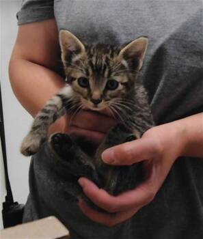 BERLIOZ -  Domestic Short Hair Cat for Adoption in Albuquerque, New Mexico - BERLIOZ | PetCurious