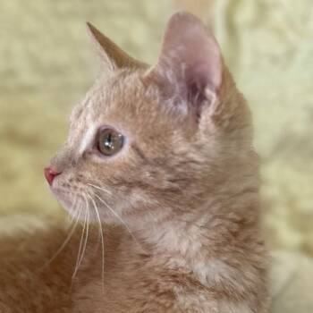 Rescue Domestic Short Hair Cats for Adoption in Park Falls, Wisconsin - Stanley | PetCurious