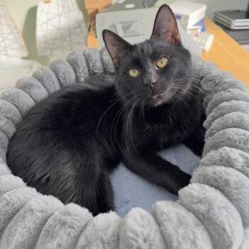 Miser -  Domestic Short Hair Cat for Adoption in Goshen, Indiana - Miser | PetCurious