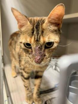 Beautiful Tigress -  Domestic Short Hair Cat for Adoption in New Orleans, Louisiana - Beautiful Tigress | PetCurious