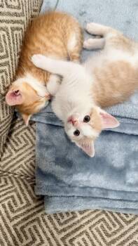 Shenandoah -  Domestic Short Hair Cat for Adoption in Richmond, Virginia - Shenandoah | PetCurious