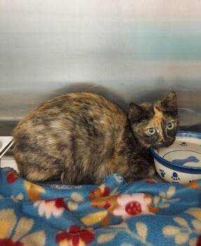 California -  Domestic Short Hair Cat Available for Adoption in Hartsville, South Carolina - California | PetCurious