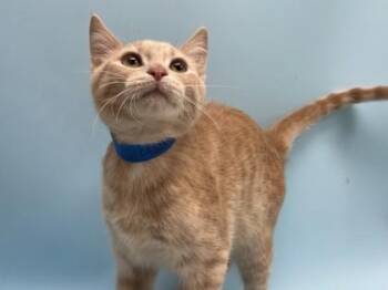 Leo -  Domestic Short Hair Cat for Adoption in Minneapolis, Minnesota - Leo | PetCurious