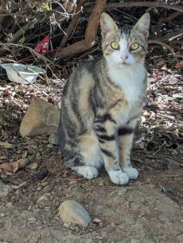 Lala (Courtesy Post) -  Domestic Short Hair Cat for Adoption in San Jose, California - Lala (Courtesy Post) | PetCurious