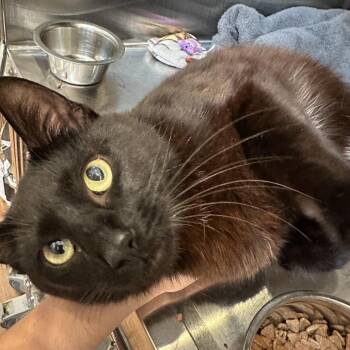 Mulch -  Domestic Short Hair Cat for Adoption in Evanston, Illinois - Mulch | PetCurious