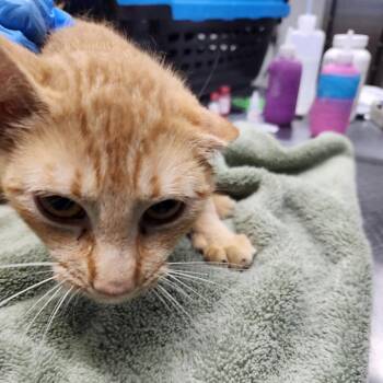 Domestic Short Hair Cats Available for Adoption in Summerville, South Carolina - Glenda | PetCurious