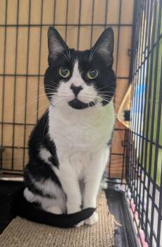 Jilly -  Domestic Short Hair Cat for Adoption in Palm Harbor, Florida - Jilly | PetCurious