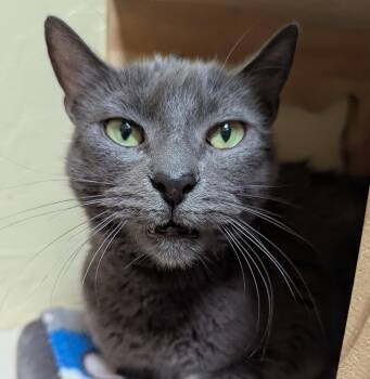 Rescue Domestic Short Hair Cats for Adoption in Prescott, Arizona - FAITH | PetCurious