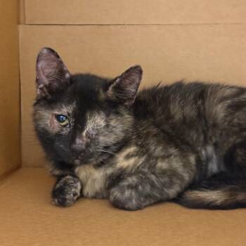 Walnut (and Cashew) -  Domestic Short Hair Cat for Adoption in Philadelphia, Pennsylvania - Walnut (and Cashew) | PetCurious