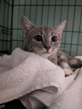 Shimmer -  Domestic Short Hair Cat for Adoption in Herndon, Virginia - Shimmer | PetCurious