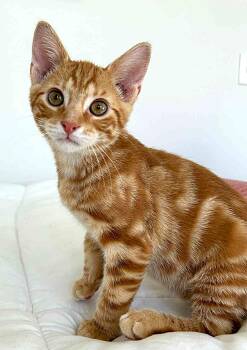 Rescue American Shorthair Cats for Adoption in Raeford, North Carolina - Toast | PetCurious