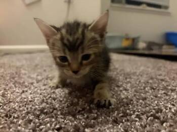 Cherry -  Domestic Short Hair Cat for Adoption in Wyoming, Michigan - Cherry | PetCurious
