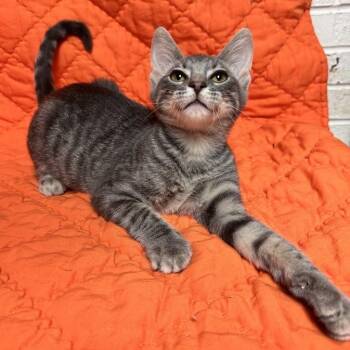 Twiggy -  Domestic Short Hair Cat for Adoption in Waterloo, Iowa - Twiggy | PetCurious