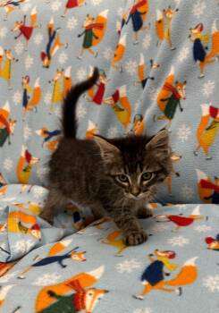 Robinavitch -  Domestic Long Hair Cat for Adoption in Newberg, Oregon - Robinavitch | PetCurious