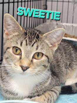 Rescue Domestic Short Hair Cats for Adoption in Rome, Georgia - Sweetie | PetCurious