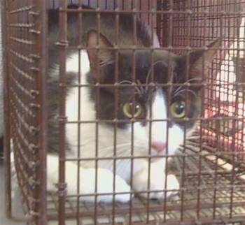 Domestic Short Hair Cats Available for Adoption in Sacramento, California - DOLLY | PetCurious