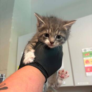 Penelope -  Domestic Short Hair Cat for Adoption in Huntington, West Virginia - Penelope | PetCurious