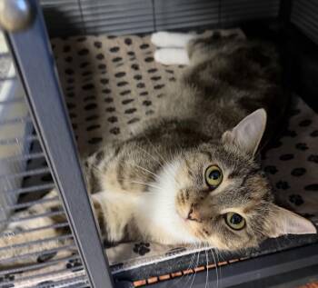Wilomena -  Torbie Cat for Adoption in Columbus, Ohio - Wilomena | PetCurious