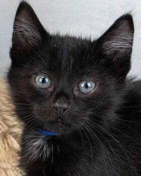 Domestic Short Hair Cats Available for Adoption - Moss | PetCurious