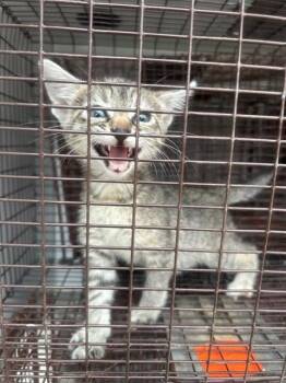 A656724 -  Domestic Short Hair Cat for Adoption in Houston, Texas - A656724 | PetCurious
