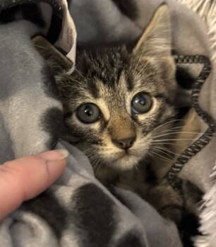 Rescue Domestic Short Hair Cats for Adoption in El Dorado, Arkansas - Walmart C | PetCurious
