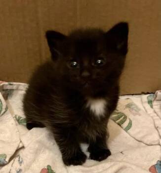 Domestic Short Hair Cats Available for Adoption in Lawrenceville, Georgia - Bingo | PetCurious