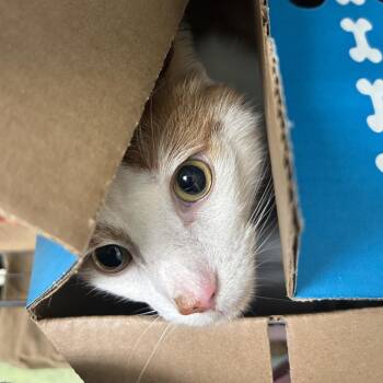 Oscar -  Domestic Short Hair Cat for Adoption in Philadelphia, Pennsylvania - Oscar | PetCurious