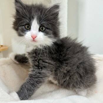 Penny -  Domestic Long Hair Cat for Adoption in Rochester, Minnesota - Penny | PetCurious