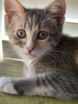 Marion (bonded with Pinky) -  Domestic Short Hair Cat for Adoption in Silverton, Oregon - Marion (bonded With Pinky) | PetCurious