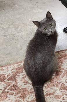 Rescue Domestic Short Hair Cats for Adoption in Greenville, South Carolina - Jeanne - DS | PetCurious