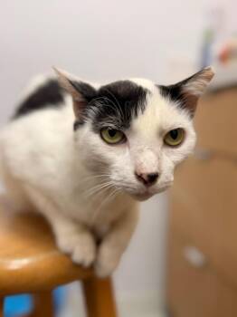 A.J. Lloyd -  Domestic Short Hair Cat for Adoption in Hartsville, South Carolina - A.J. Lloyd | PetCurious