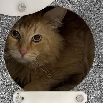 Gopher -  Domestic Long Hair Cat for Adoption in Salt Lake City, Utah - Gopher | PetCurious