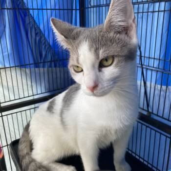 Rescue Domestic Short Hair Cats for Adoption in Washington, District Of Columbia - Grayson | PetCurious