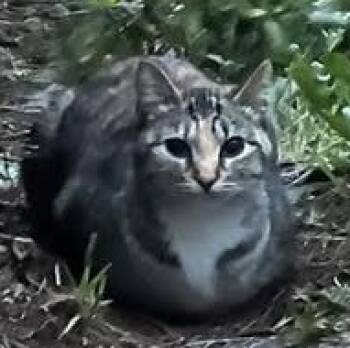 Sable -  Domestic Short Hair Cat for Adoption in Newport, Oregon - Sable | PetCurious
