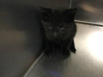 A1833776 -  Domestic Short Hair Cat for Adoption in Thousand Palms, California - A1833776 | PetCurious
