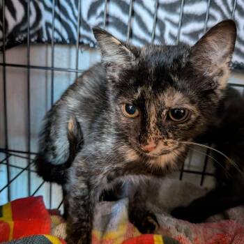 Macy -  Domestic Short Hair Cat for Adoption in Fairfax Station, Virginia - Macy | PetCurious