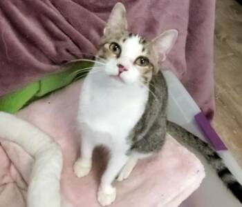 Domestic Short Hair Cats Available for Adoption in Gorham, Maine - Pete | PetCurious