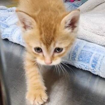 Rescue Domestic Short Hair Cats for Adoption in Toledo, Ohio - Victor Von Doom | PetCurious