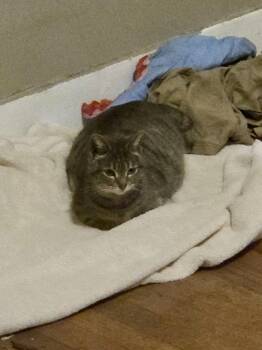 Domestic Short Hair Cats Available for Adoption in Ferndale, Michigan - Marla | PetCurious