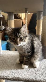 Susie -  Domestic Long Hair Cat for Adoption in Honeoye, New York - Susie | PetCurious