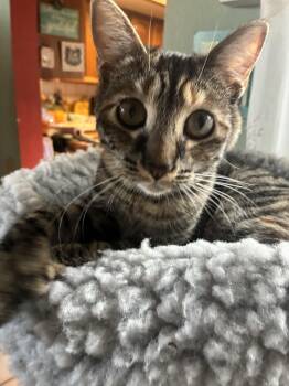 Rescue Domestic Short Hair Cats for Adoption in Antioch, California - Lucy | PetCurious