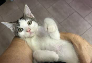 Six Seven -  Domestic Short Hair Cat for Adoption in Chandler, Arizona - Six Seven | PetCurious