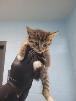 Domestic Short Hair Cats Available for Adoption in Lawrenceville, Georgia - Pen If 5 Luci | PetCurious