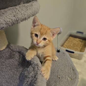 Rescue Domestic Short Hair and American Shorthair Cats for Adoption in Big Lake, Minnesota - Azibo | PetCurious