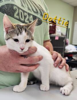 Rescue Domestic Short Hair Cats for Adoption in Jim Thorpe, Pennsylvania - Dottie | PetCurious