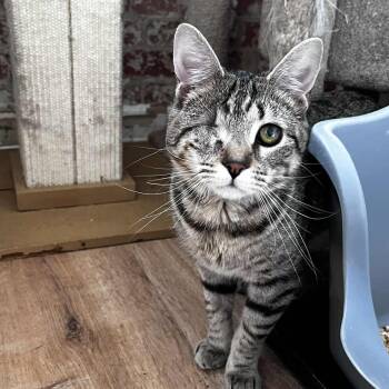 Tabby and Abyssinian Cats Available for Adoption - Monica (one Eyed Kitten) | PetCurious