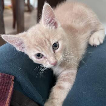 Dandy -  Domestic Short Hair Cat for Adoption in Los Angeles, California - Dandy | PetCurious