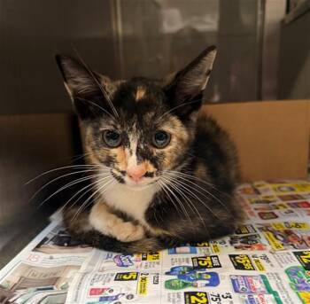 POMNI -  Domestic Short Hair Cat for Adoption in Baytown, Texas - POMNI | PetCurious