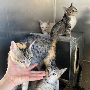 Kitkat -  Domestic Short Hair Cat for Adoption in West Palm Beach, Florida - Kitkat | PetCurious